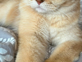 Шотландский кот