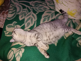 Кошка !