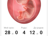 28 недель