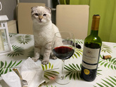 Кот после кастрации