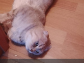 Кот