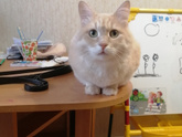 Вот как их можно