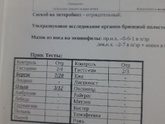 Аллергия на перхоть кота