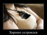Где любят спать ваши питомцы?