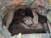 Котосемья