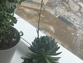 Суккулент ❤️
