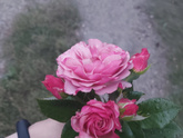 🌹 выросли)) Мои красотки😊