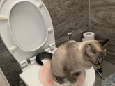 Начало положено