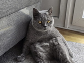 Я и шизанутый кот. Часть 3