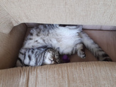 Кошка