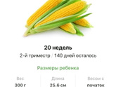 20 недель .