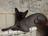 Хочу лысого кота