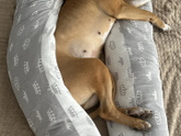 У вас также? 😀 🐶