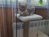 Кот-бес