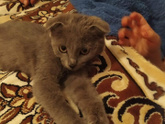 Коты