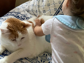 Кот и розовые мечты