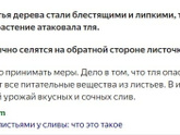 у сливы блестят листья и липкие - это точно тля или что-то другое может быть?