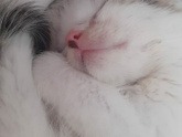 Девчонки у котёнка эпилепсия
