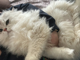 У кого две кошки?