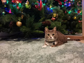 С Наступающим Новым годом!