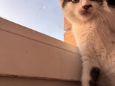 Куда пристроить котенка?