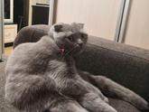 Домашние животные🥰