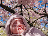 🌸🌸🌸
