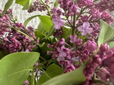 Первое лето в доме🌸