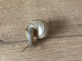 Виноградная улитка 🐌
