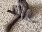 Домашние животные🥰