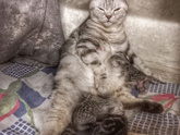 Вчера кошке нашей наказала