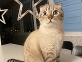 Кошатники.