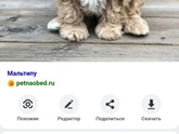 Пудель
