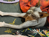 Котенок
