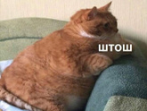 Вы носите оверсайз?