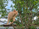 Каким сухим кормом кормите котят и с какого возраста?