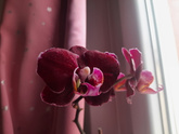 Красота рядом