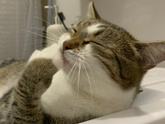 Кот-бес