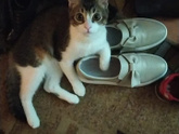 Усыпили кота сегодня, плачу, не могу спать...