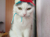 Кото-пятница))) Много мими-фото котиков