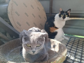 Котосемья
