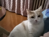 Какая у вас кошка/кот