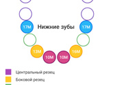 Это моляр или клыки