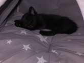 Наш новый член семьи 🐈⬛