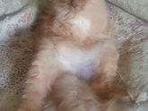 Складные котики)