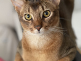 Про кота