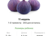 11 недель .