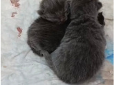 Скинули оценки , которые будут в аттестате Федора