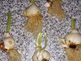 Были у меня тюльпаны