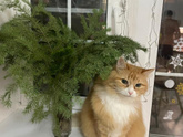 Сижу нюхаю и вспоминаю🌲